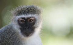 vervet monkey 202x84